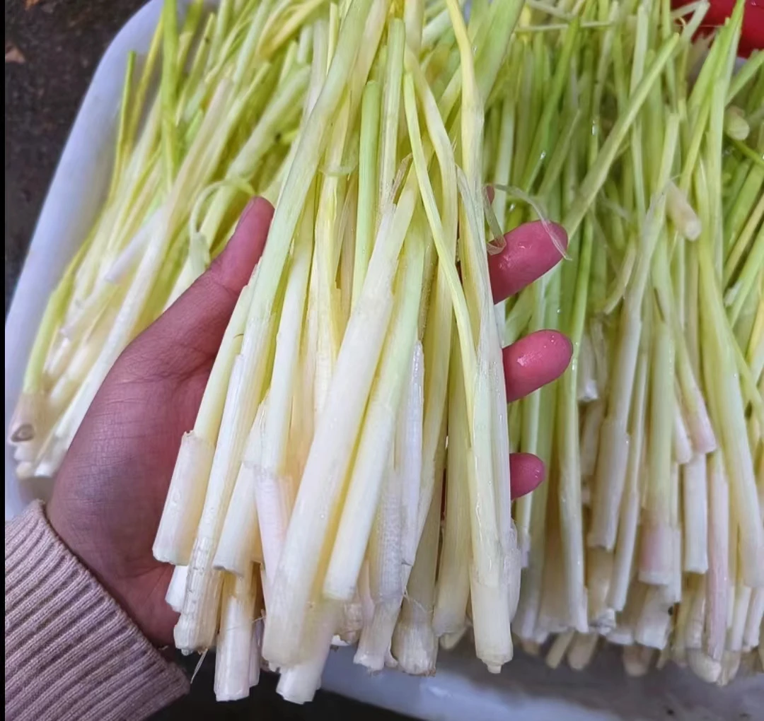 湖北洪湖高菜篙菜新鲜野生茭白野茭白芯时令蔬菜鲜美