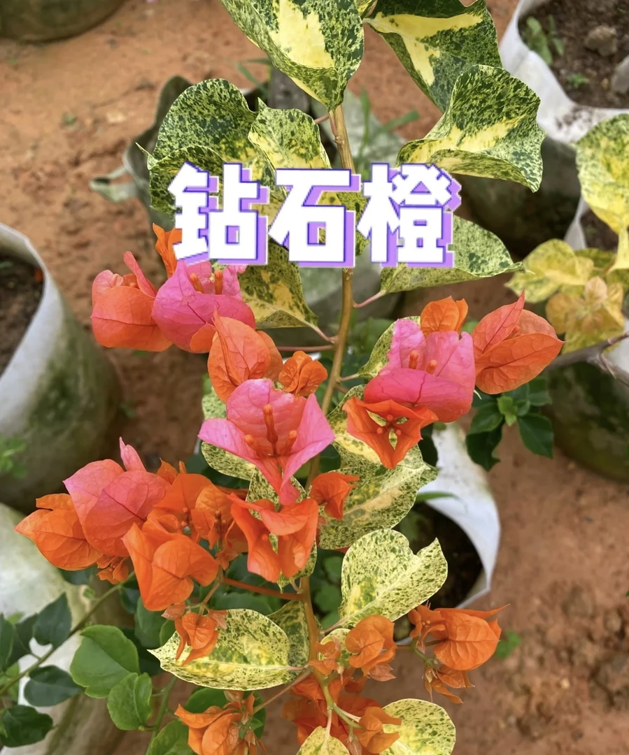 钻石橙三角梅稀有品种勤花叶子百变