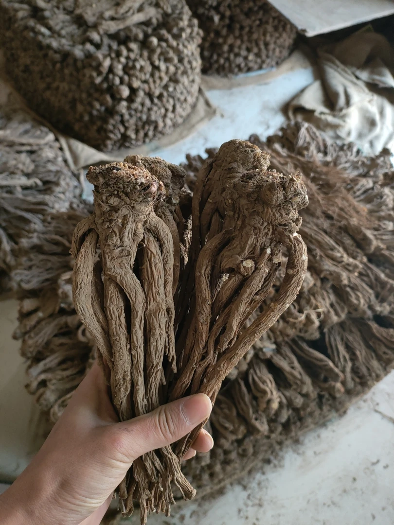 甘肃岷县自家种植 当桂老菜根