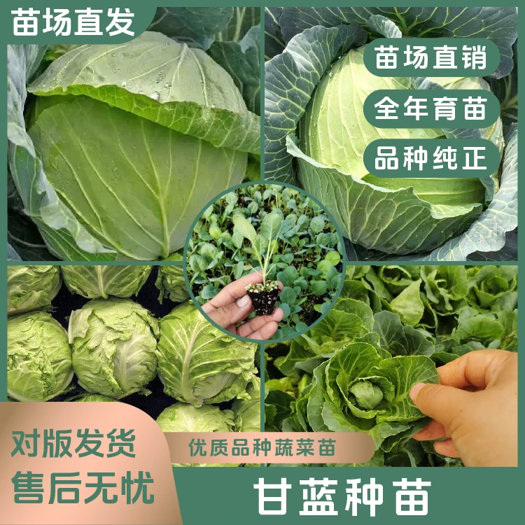 【拍二赠一】白菜苗甘蓝苗花菜苗芹菜苗阳台盆栽耐寒蔬菜苗基地直发