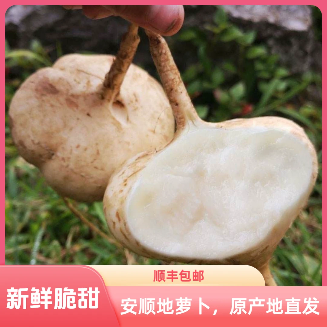 【贵州安顺地萝卜｜顺丰包邮】新鲜白地瓜脆甜现挖地萝卜沙地凉薯