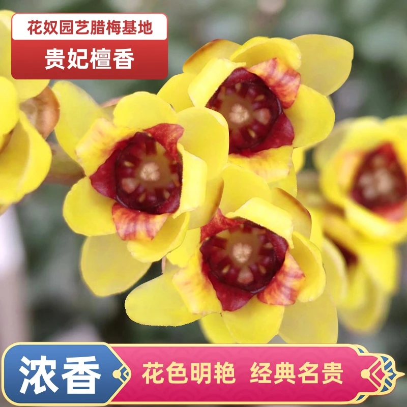 老桩贵妃檀香腊梅花树苗盆栽浓香红色耐寒庭院地栽鄢陵腊梅树苗