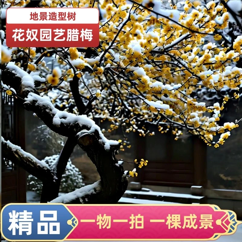 一物一拍庭院景观树素心腊梅造型树冬天开花别墅地栽耐寒浓香花奴