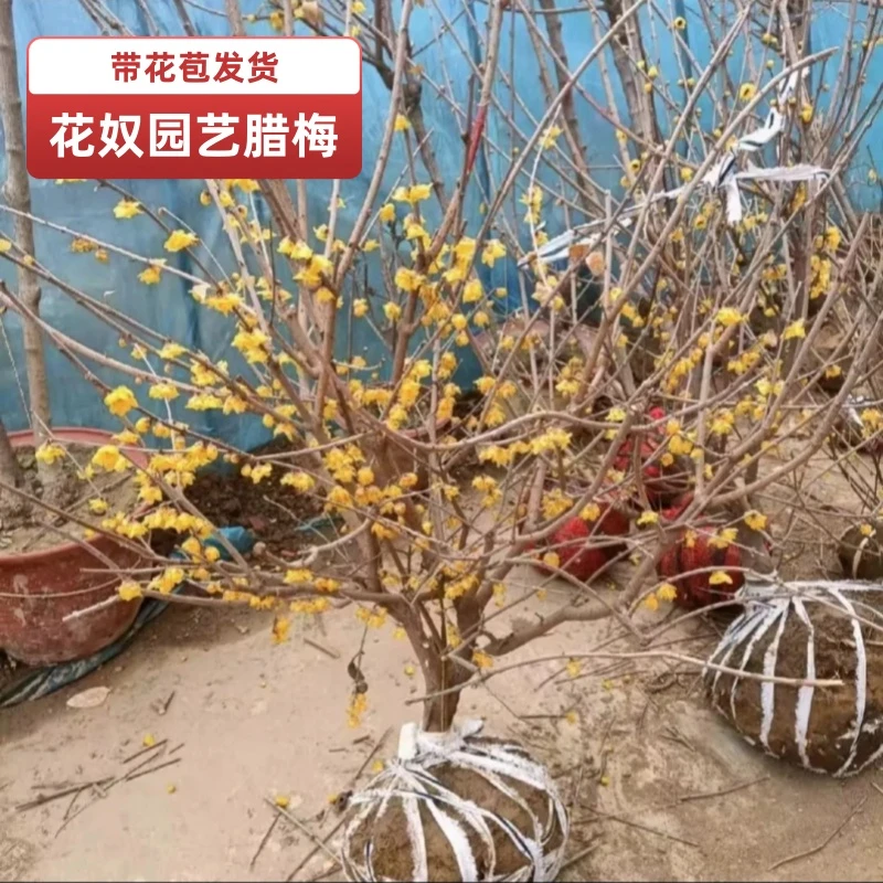老桩素心腊梅花树苗盆栽阳台易活浓香耐寒鄢陵大花奴园艺养护基地