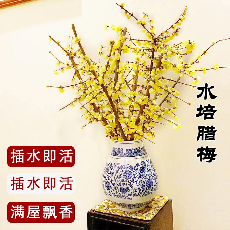 蜡梅花干枝水养开花带花苞浓香年宵花卉客厅室内花奴园艺腊梅基地