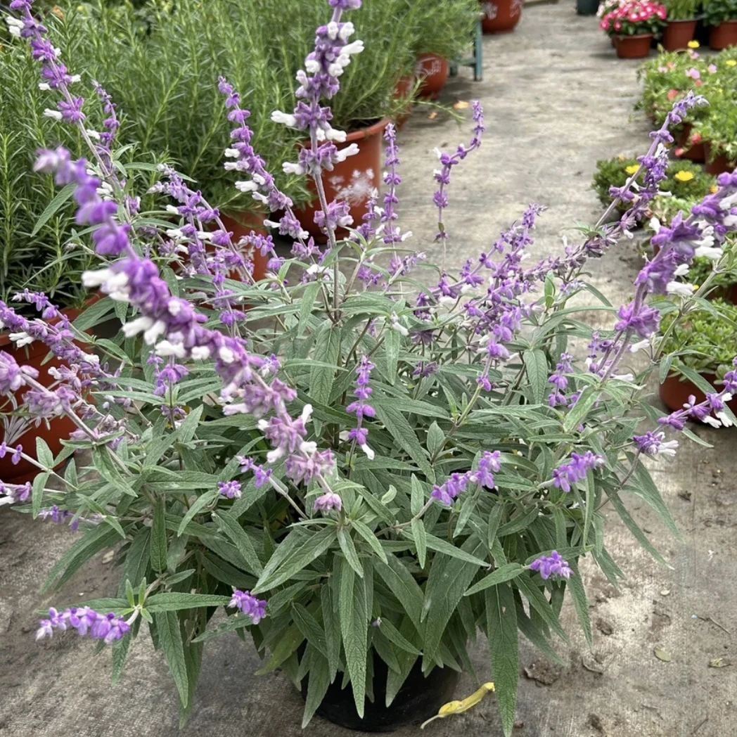 墨西哥鼠尾草耐热耐旱多年生 ，阳台田园花境搭配