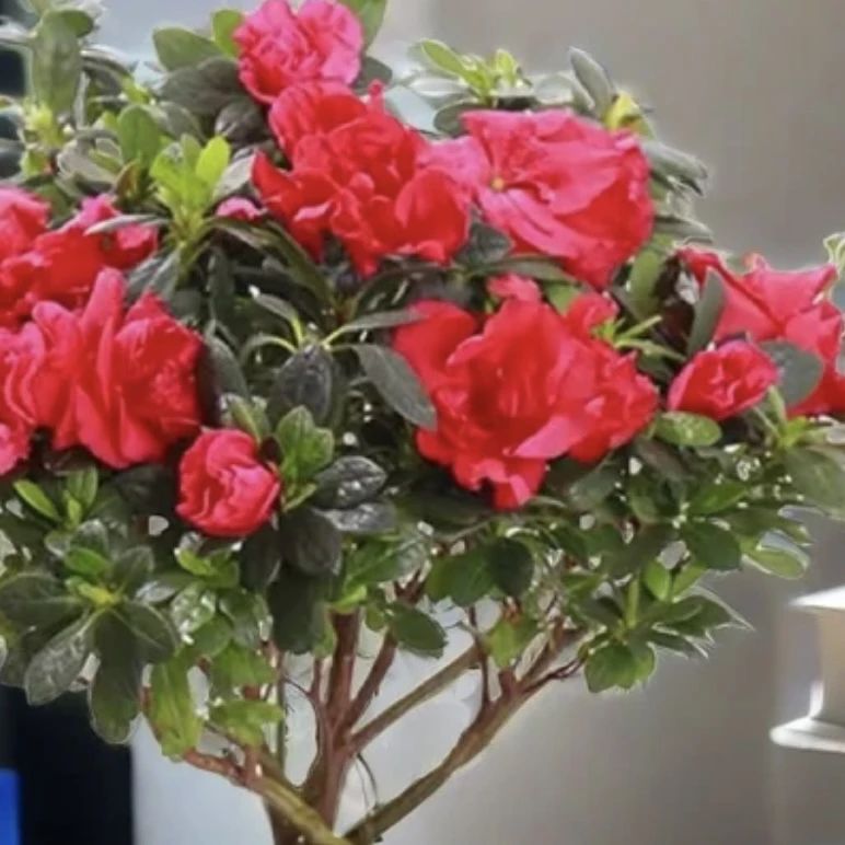 杜鹃花四季开花不断盆栽地栽观赏植物