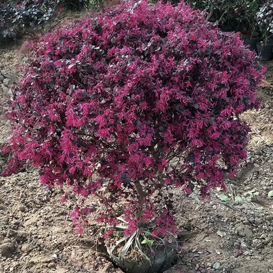 红花积木球红叶植物红继木苗盆栽带土球四季开花绿化树
