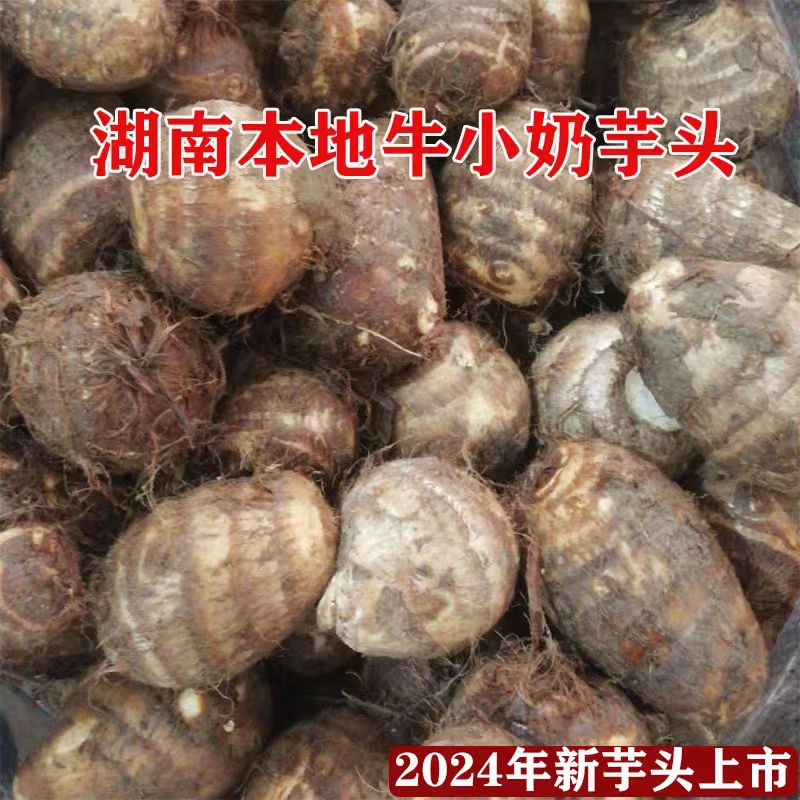 湖南本地新鲜应季农家自种牛奶小芋头软糯香甜毛芋头