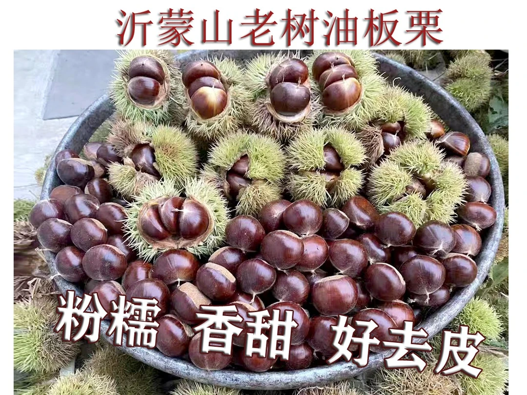 沂蒙山栗子板栗新鲜天然沂蒙油板栗野生栗子包赔发货