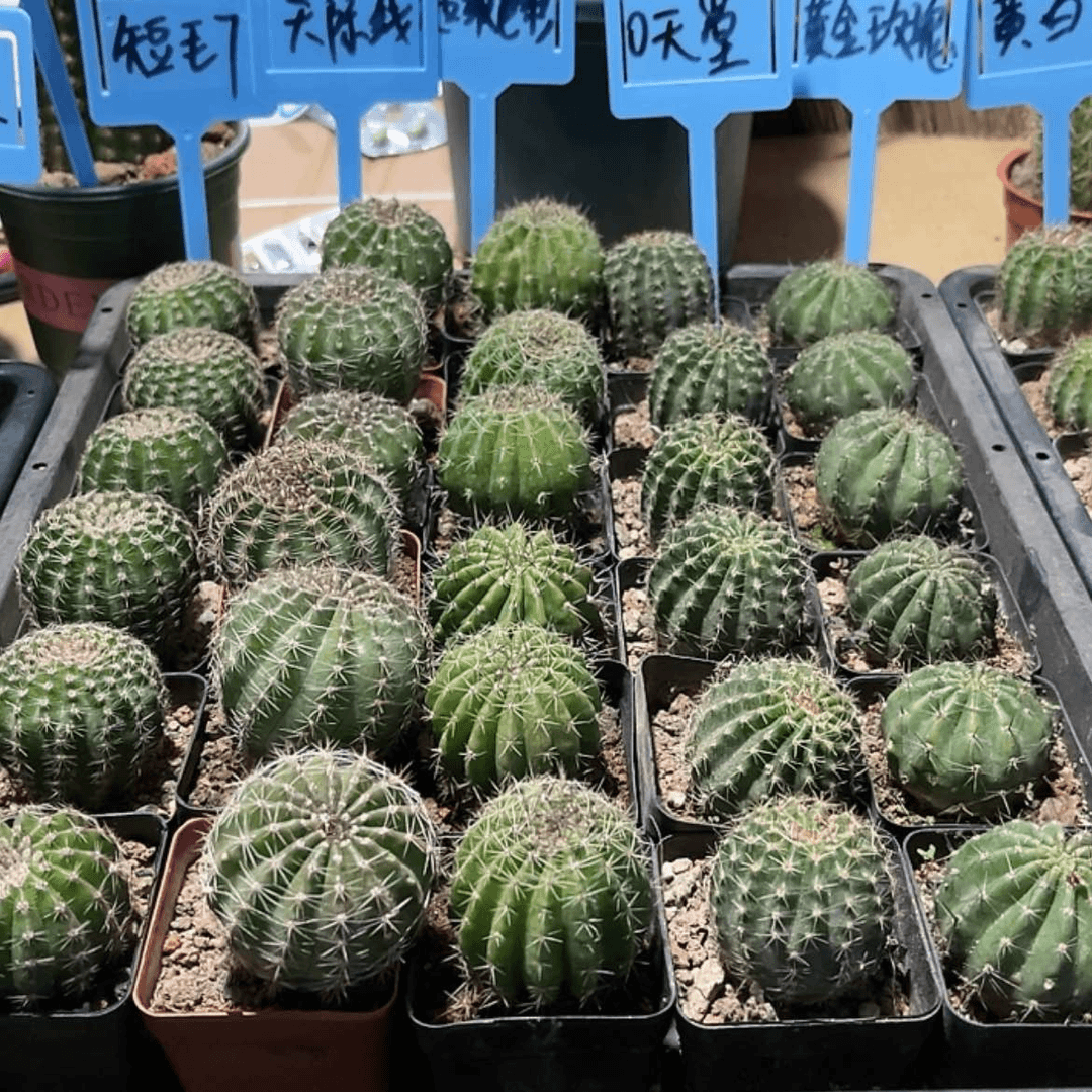 【闪购商品】君**路两颗毛花柱