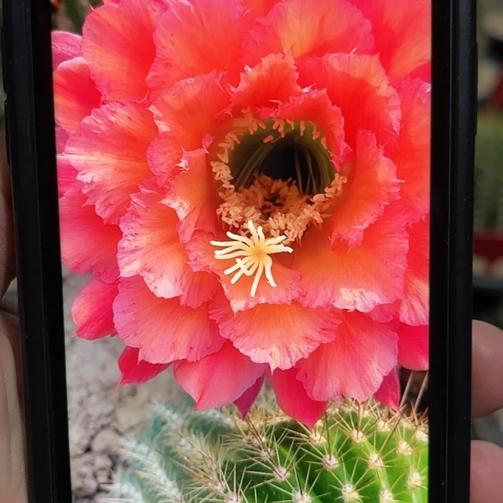 毛花柱牛牛7厘米带根球发货