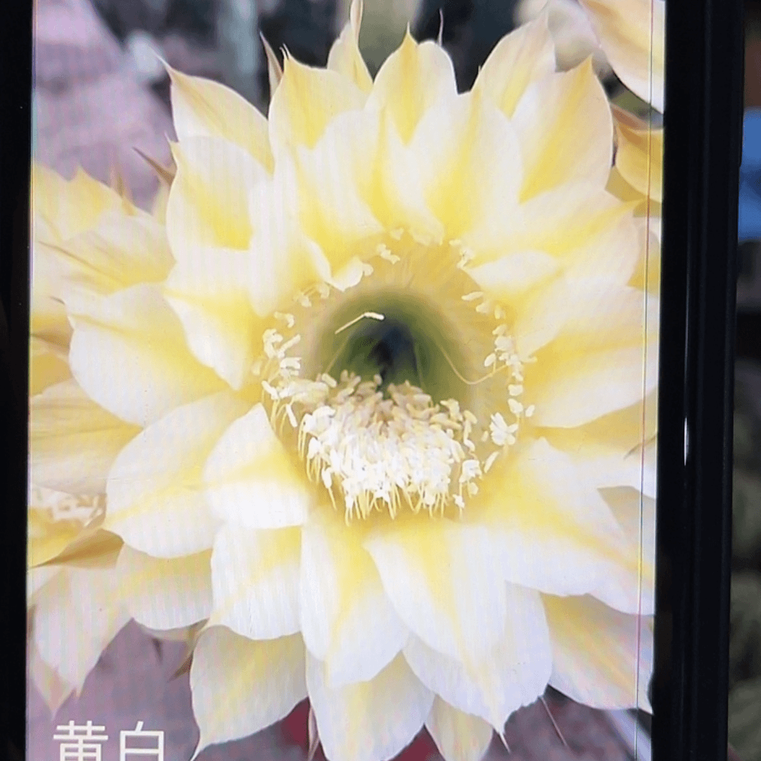 【闪购商品】黄白彩草