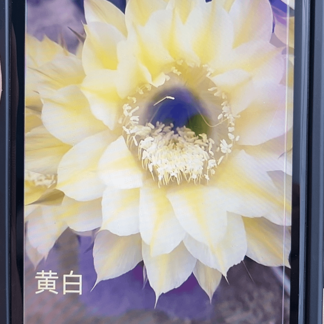 【闪购商品】黄白彩草