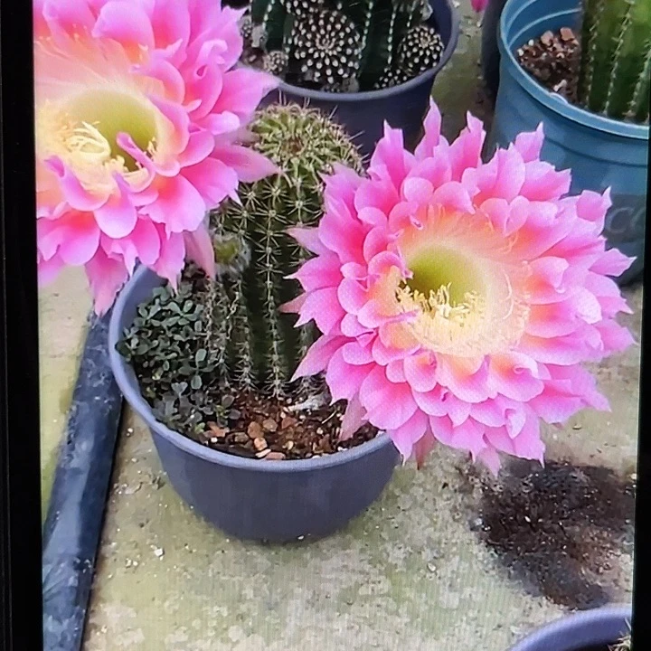 彩草云羽侧牙4厘米起