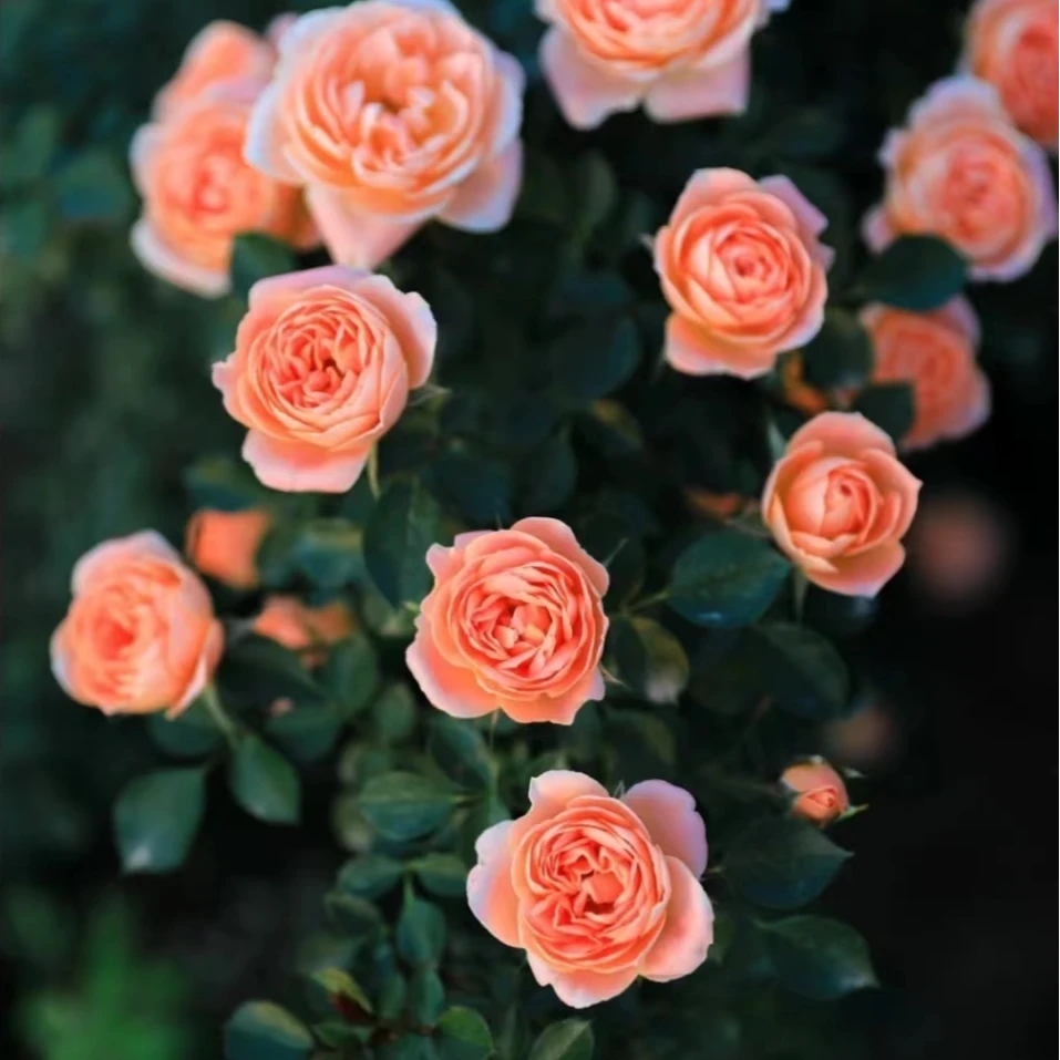 甜梦藤本月季花大苗四季橙黄色小花阳台露台爬藤花卉植物庭院蔷薇