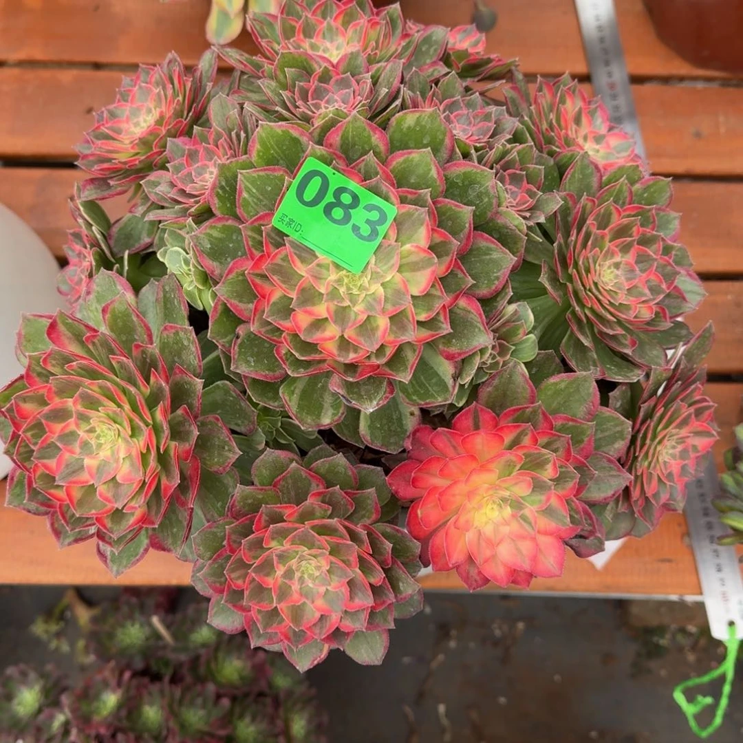 依*一物一拍万花筒083