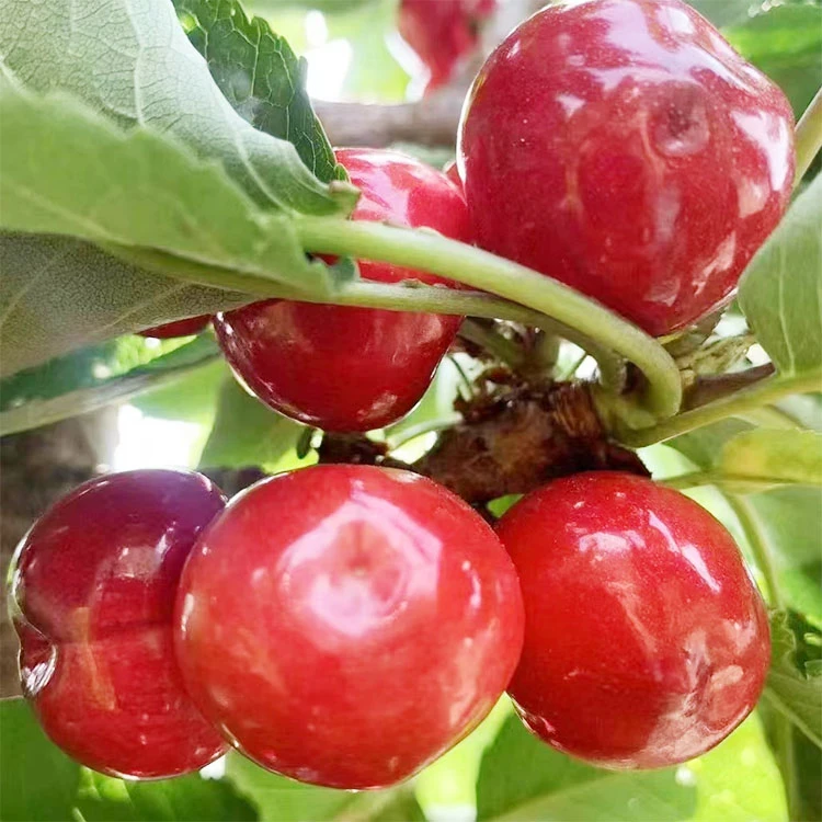 全旭营养杯车厘子嫁接苗基地发货适合南北方种植移栽移栽易成活