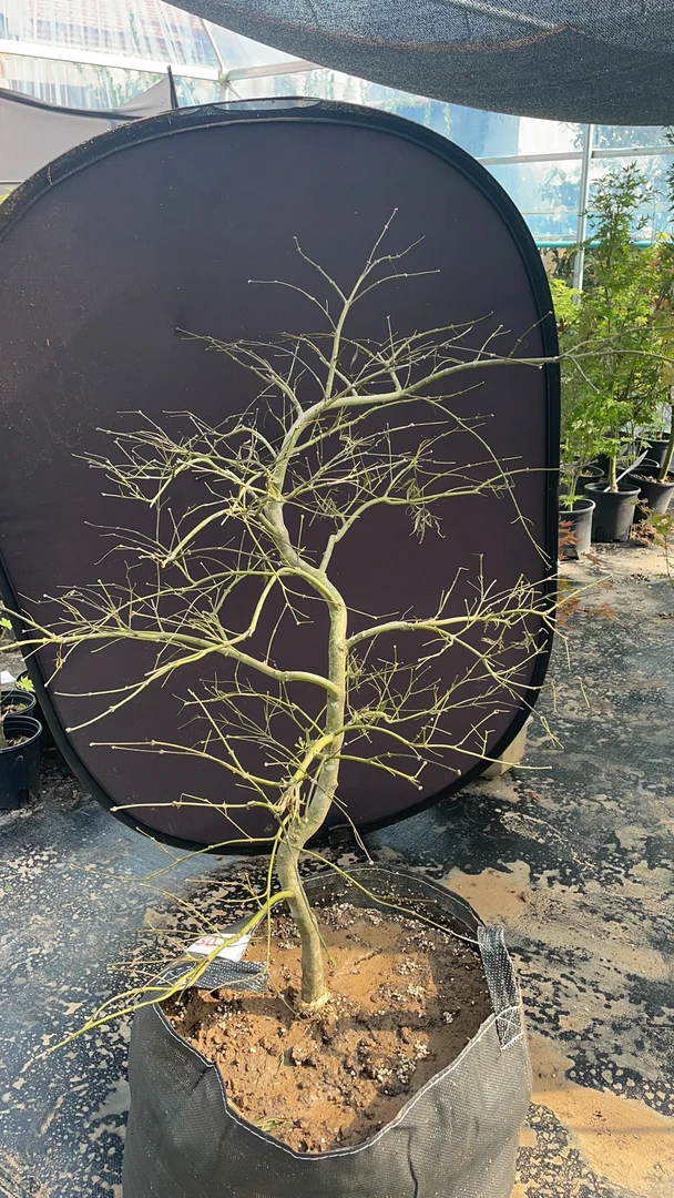 外山羽毛枫庭院种植绿化彩色枫树四季变化色彩