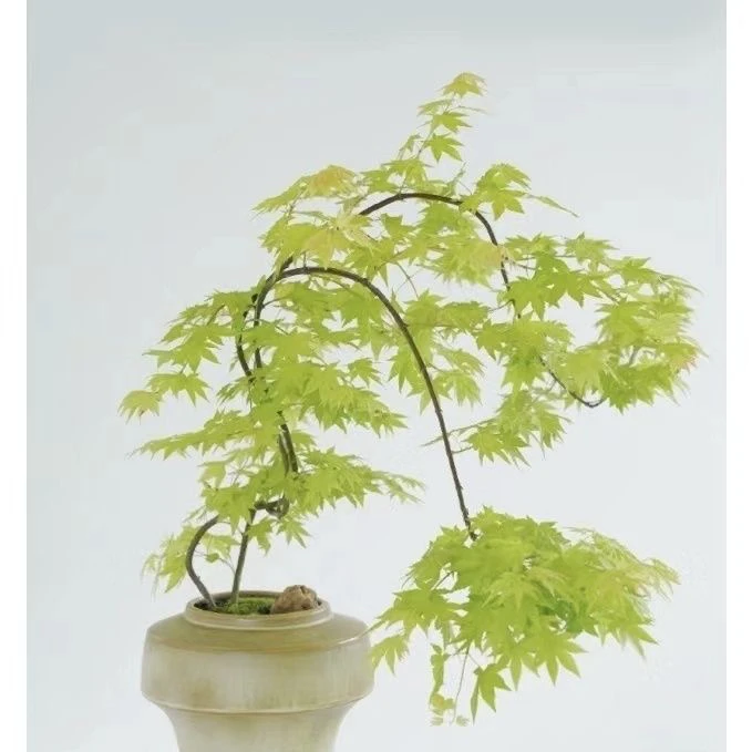瀑布流泉枫树四季变色垂枝枫树品种盆栽花卉地栽植物