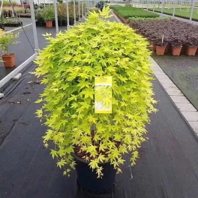 黄金流泉枫树瀑布流泉枫树苗别墅花园庭院风景树造景花镜绿植物