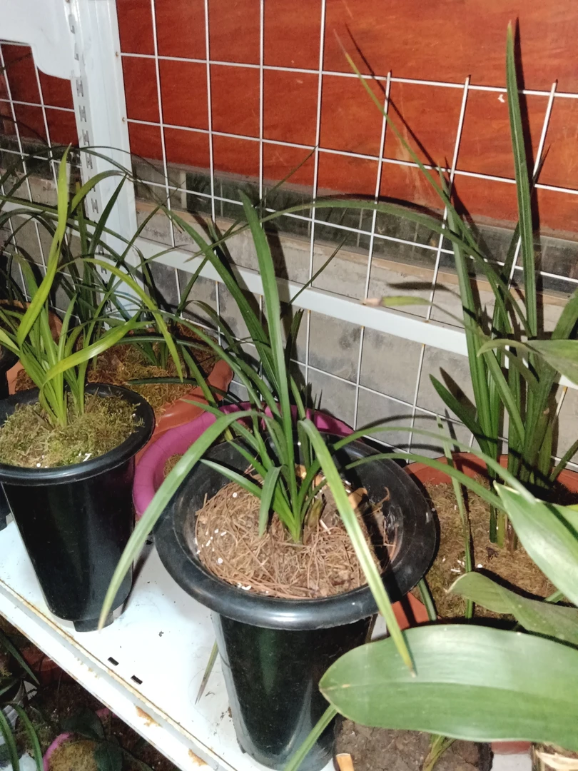 精品资源品种兰花