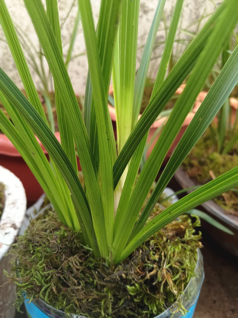 精品资源兰花惠兰