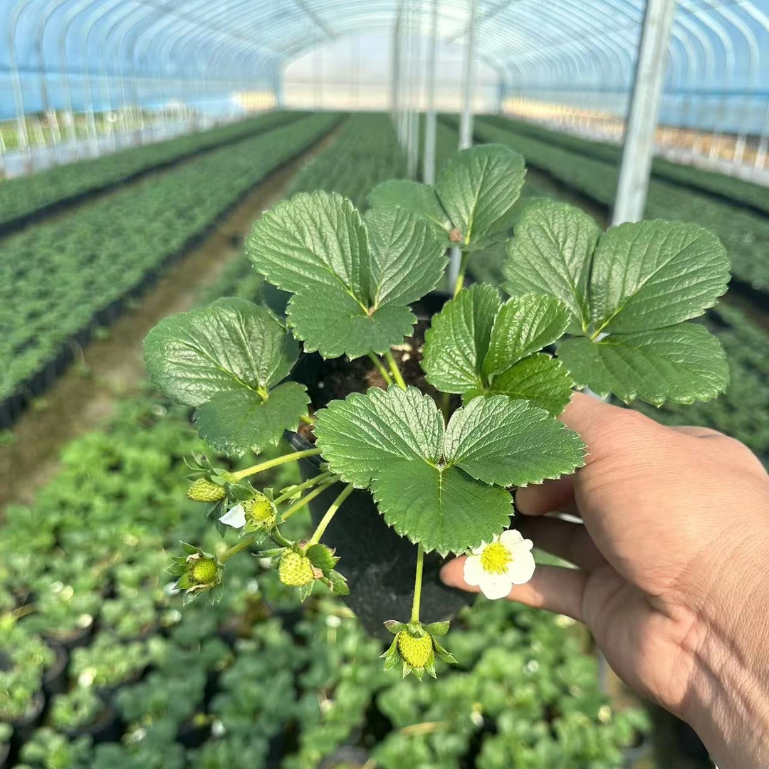 草莓苗带花带果带土带盆奶油草莓四季结果南北方种植室内阳台盆栽
