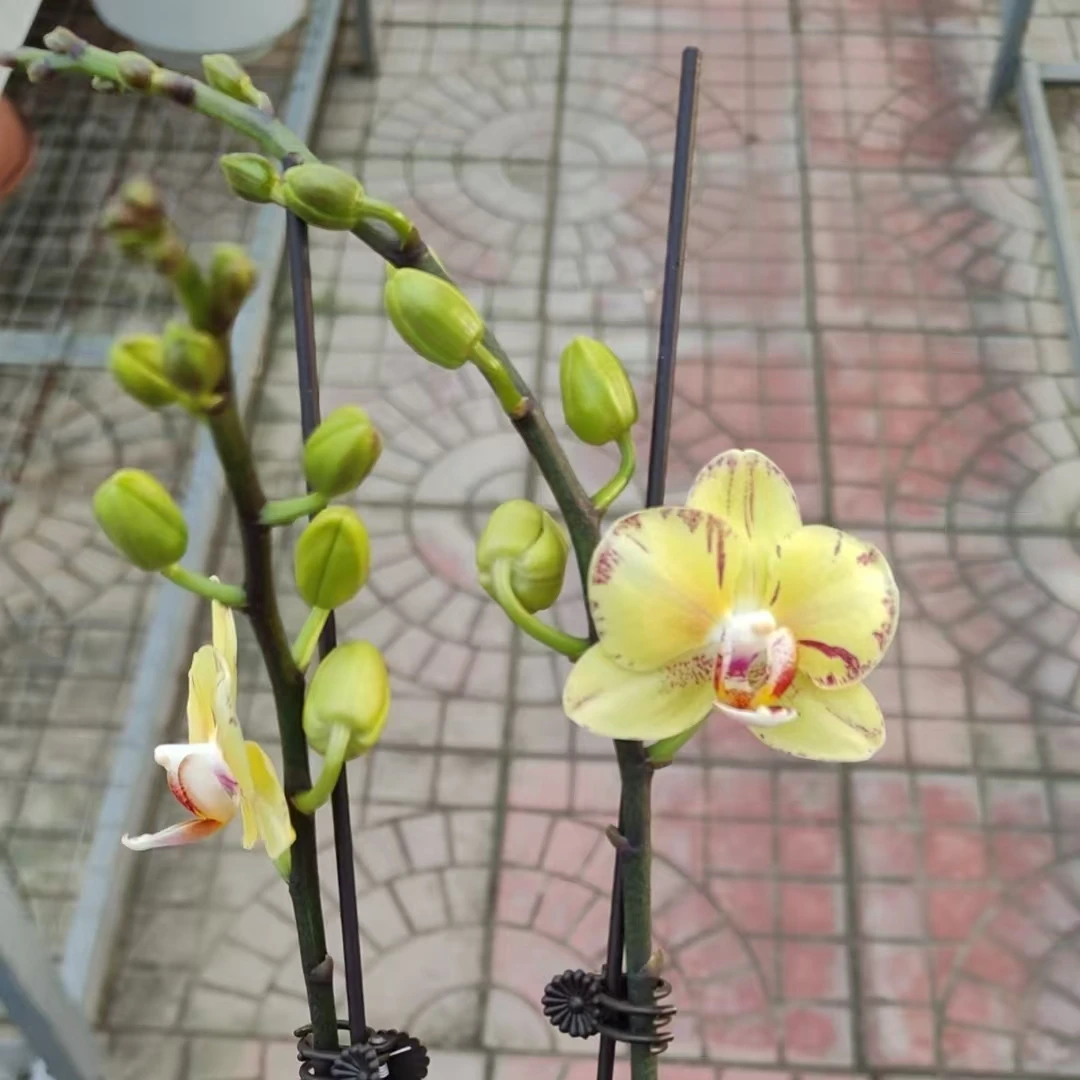 欢然花田培植蝴蝶兰（金孔雀）