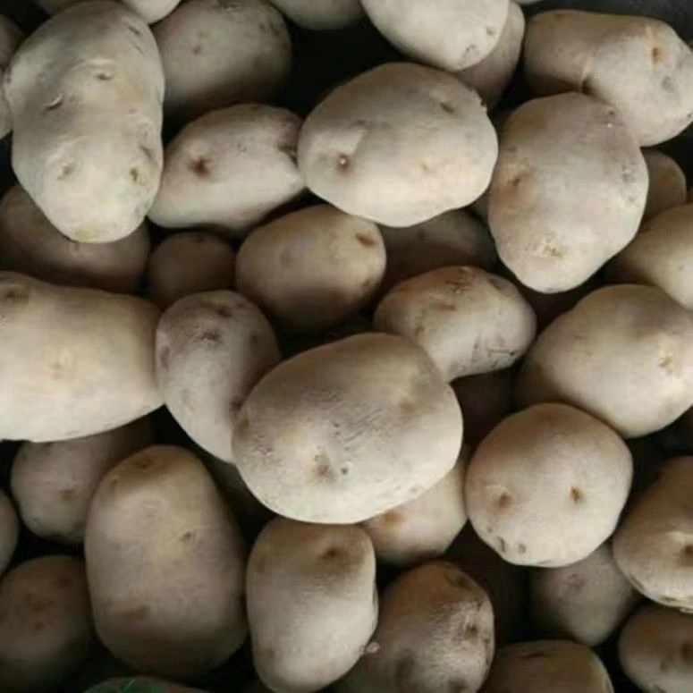 2025新土豆特产贵州威宁黄皮黄心土豆本地洋芋粉糯马铃薯新鲜农家