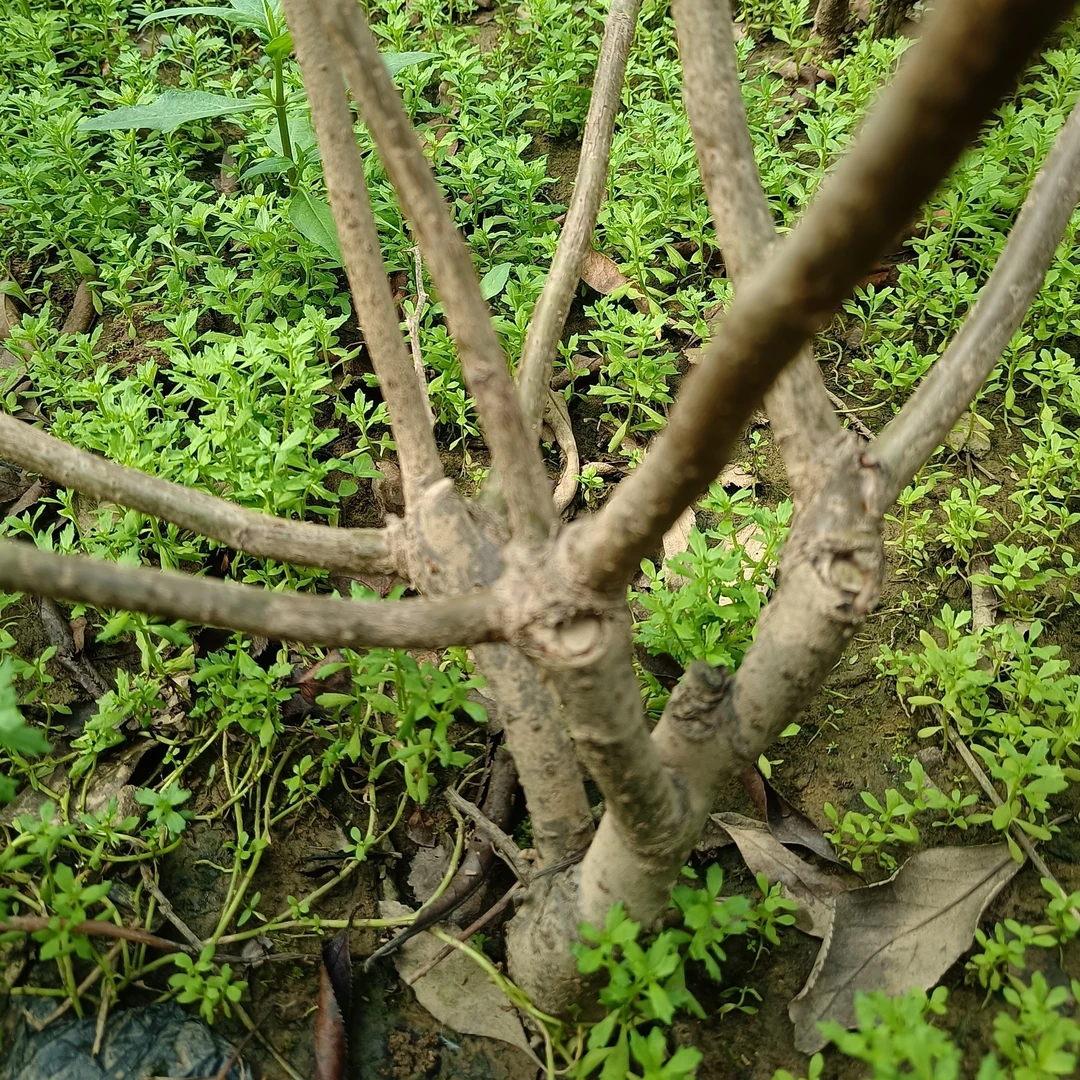 日月星海棠  贴芽嫁接桩  三年嫁接