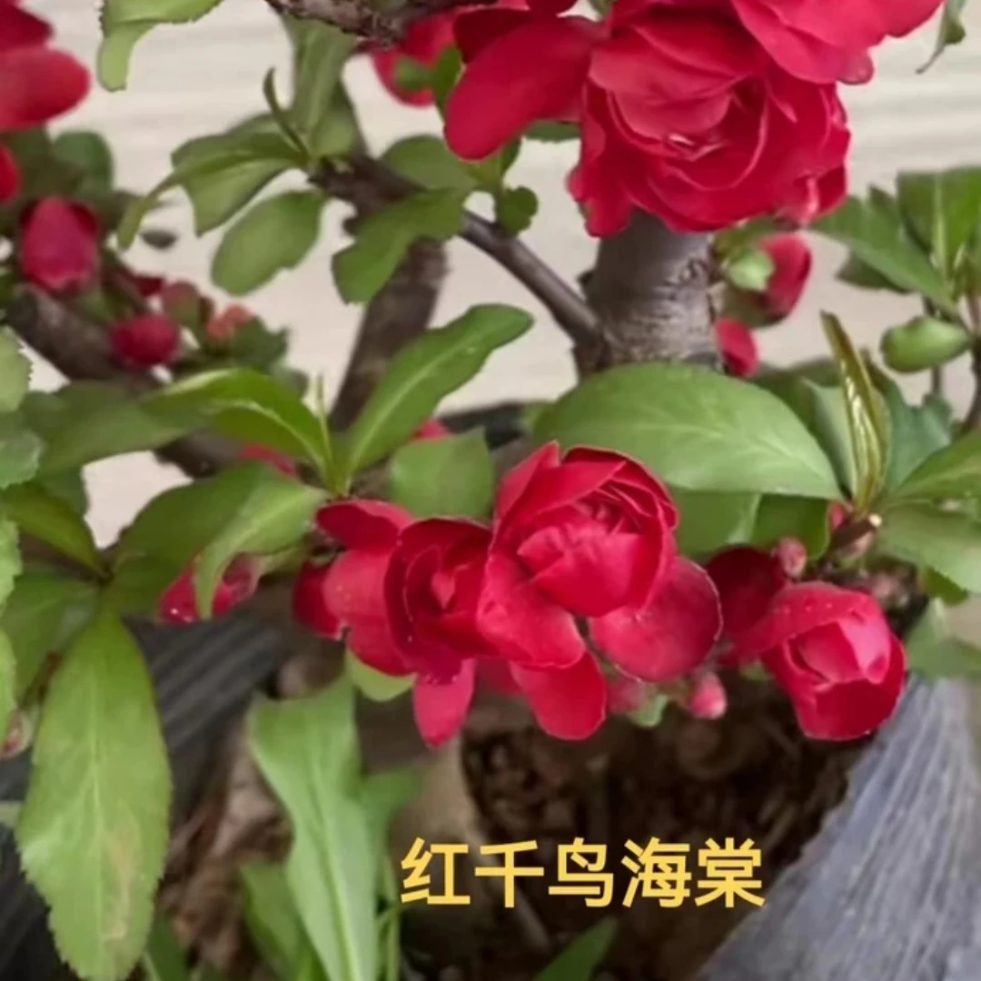 红千鸟海棠  原生桩子 酒红色重瓣 春季开花