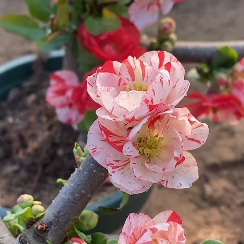 花天女海棠  贴芽嫁接桩  三年嫁接