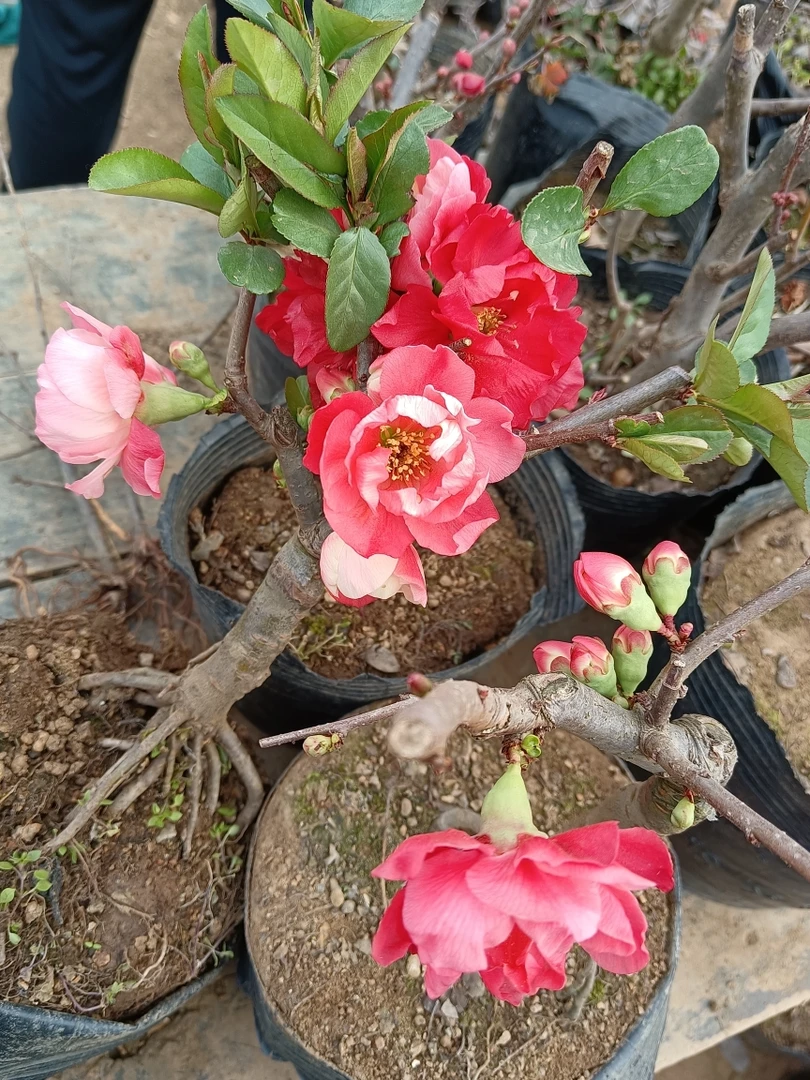 雪之辉海棠   原生雪之辉  雪之辉  海棠