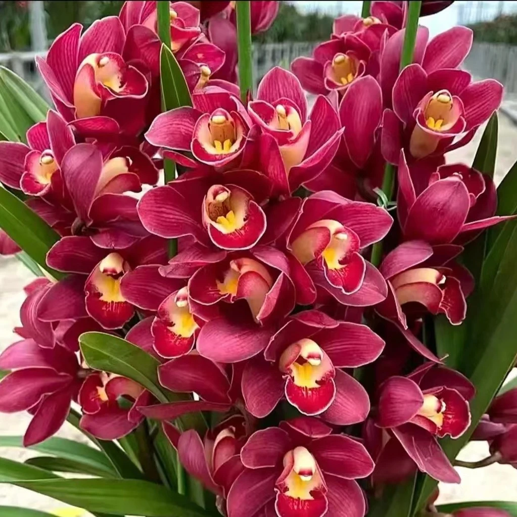 丰哥《大红袍》1盆4花剑带花苞发货大花蕙兰，年宵花。