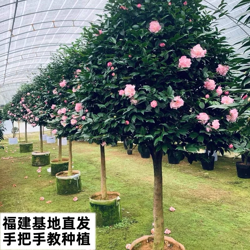 茶花树苗山茶花盆栽五色赤丹带花苞香妃花苗室内四季花卉开花植物
