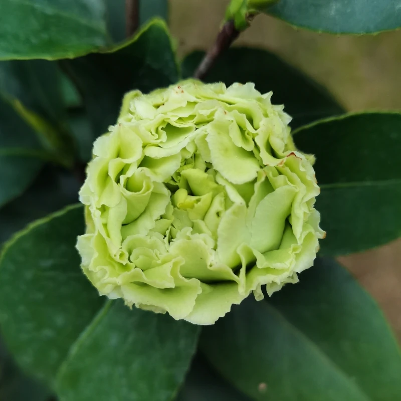 【绿可娜】花期长花朵大 名贵绿色山茶花树苗盆栽大苗 北方耐寒好养