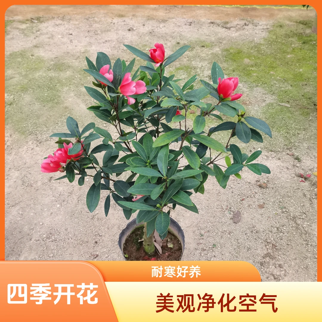 【四季杜鹃茶花】北方露天耐寒好养活 杜鹃叶红山茶花树苗盆栽大苗