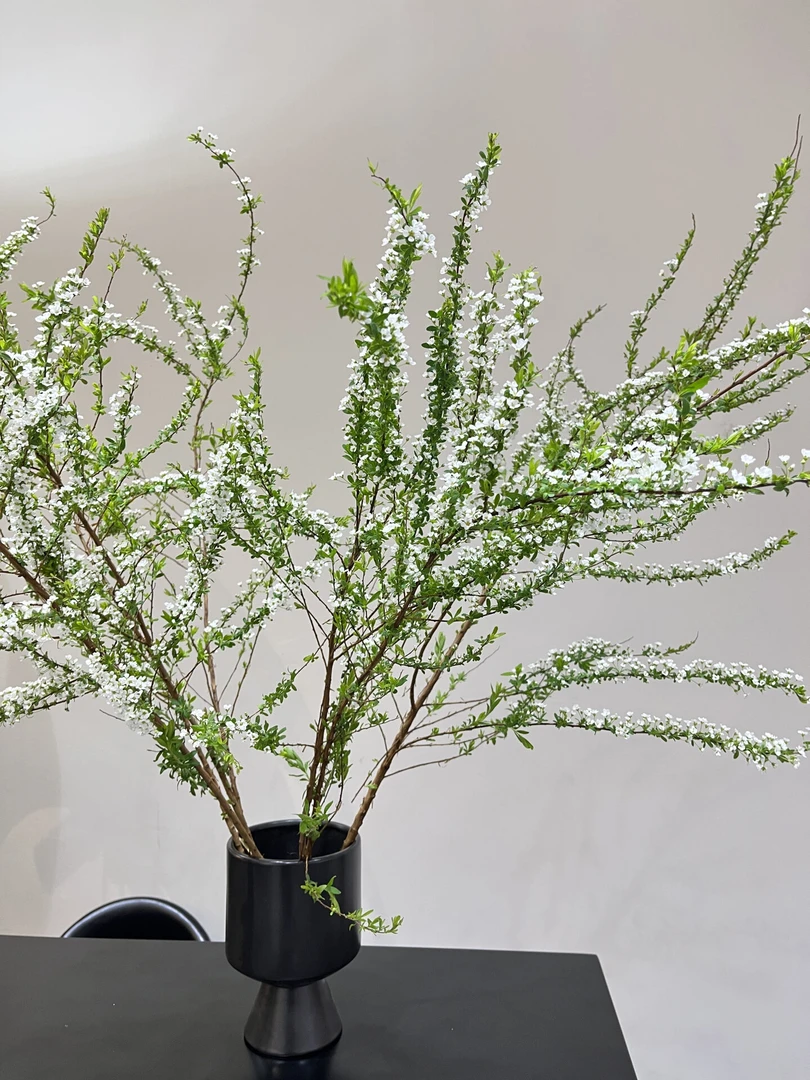 雪柳干支鲜花室内水养鲜切花材水养绿植好养活遇水开花客厅装饰