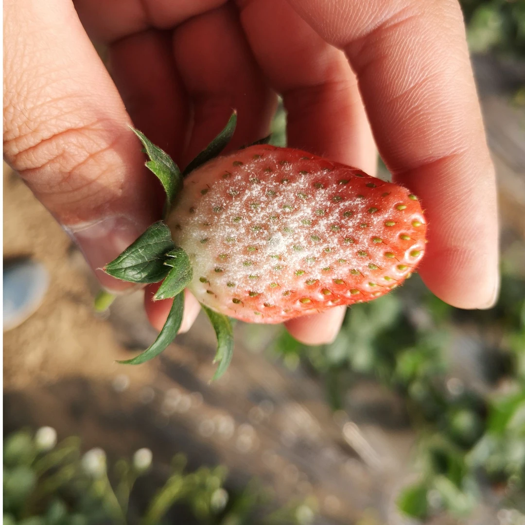 针对白粉-叶斑-角斑-蚜蟲-蓟吗-青蟲-红蜘z-不伤蜂不伤蕾复合肥