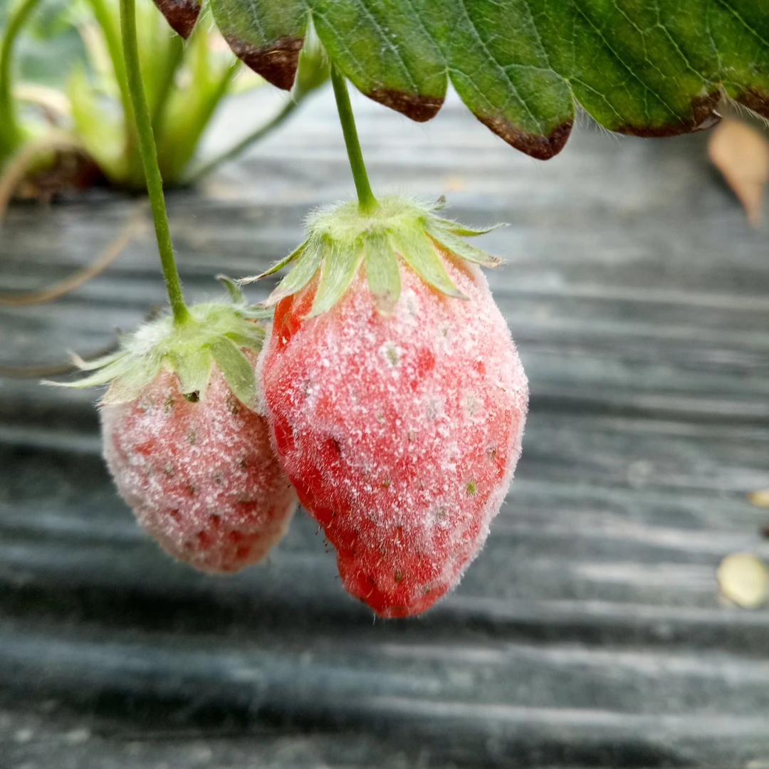 顽固-百粉-强Z疗复合肥推荐方案工具10桶水