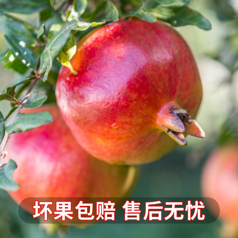四川凉山会理突尼斯软籽石榴纯甜多汁夏日追剧伴侣爆汁饱满紧实