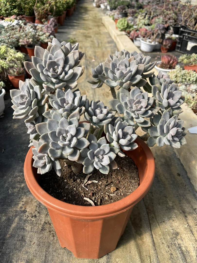 冬美人整群瀑布老桩