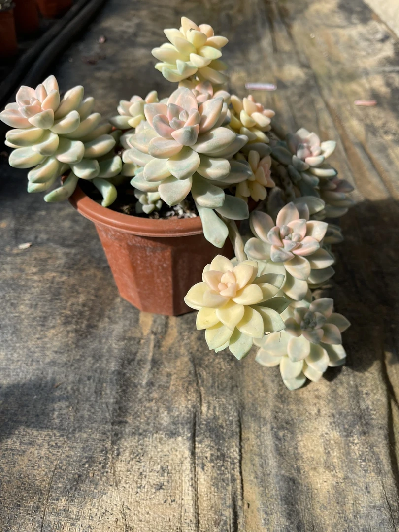 美杏锦整群瀑布老桩