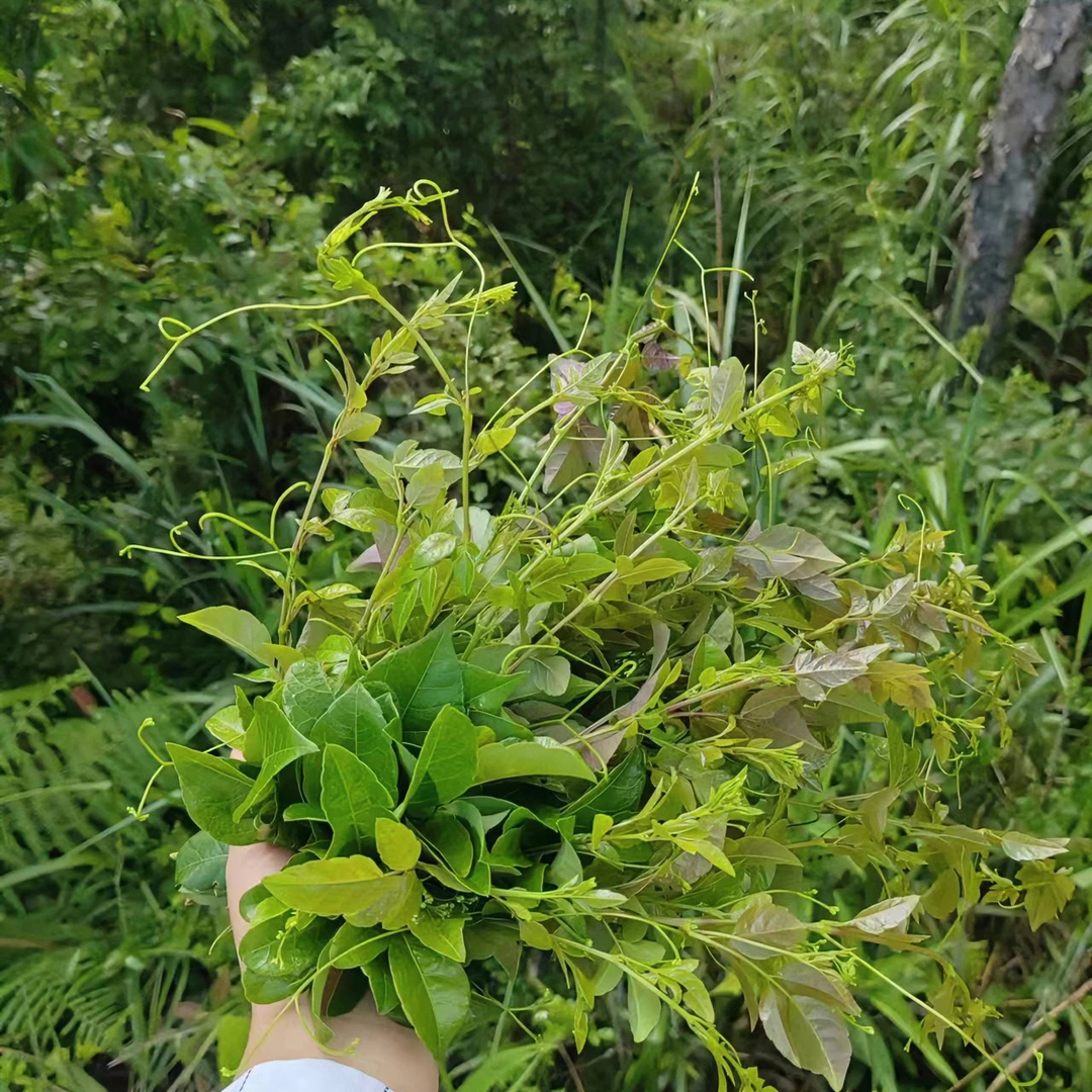 云南深山藤茶盆栽【1530】