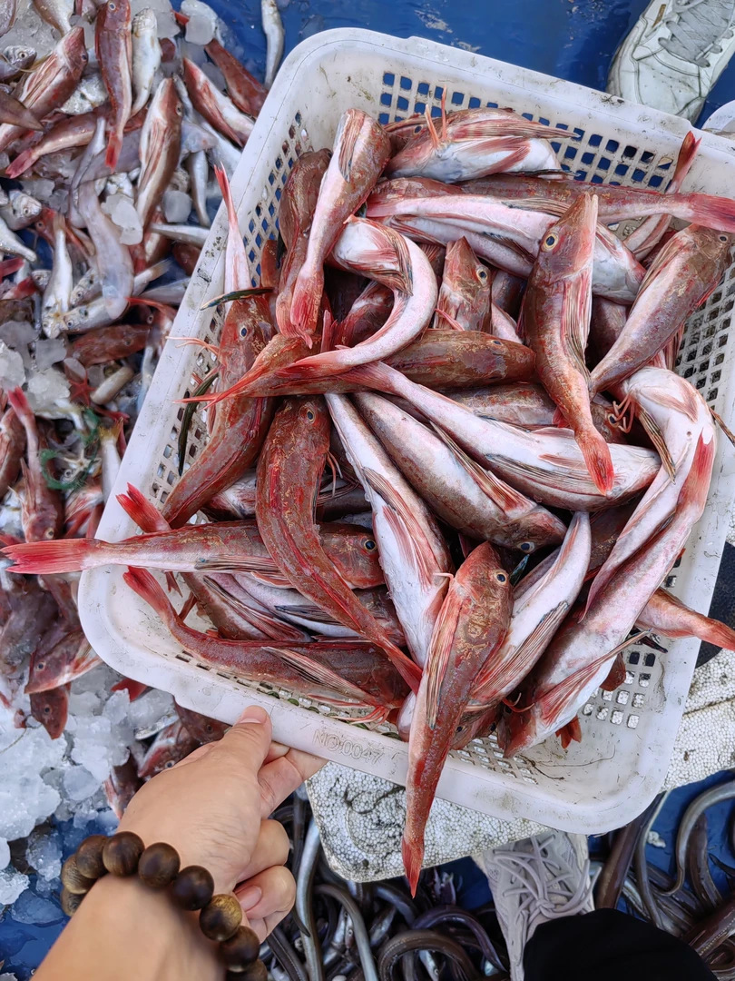 青岛码头野生红头鱼四斤（5-6条一斤）适合炖汤酱闷红烧顺丰包邮