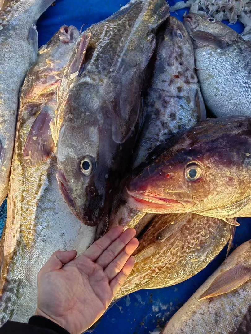 青岛发货  新鲜海捕整条鳕鱼顺丰包邮  4.5-5斤