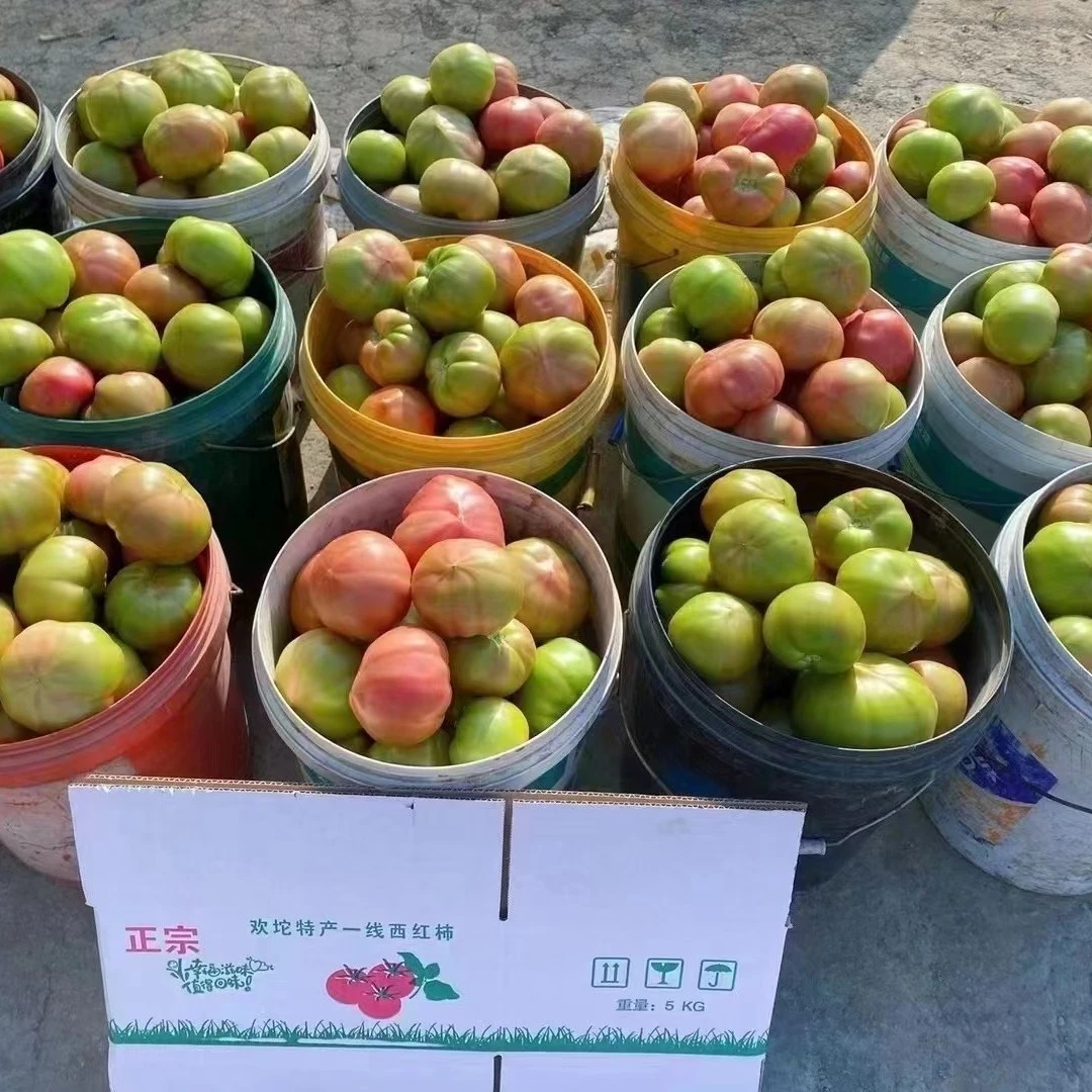 天津正宗特产农产品食用自种欢坨一线老味西红柿10斤包邮