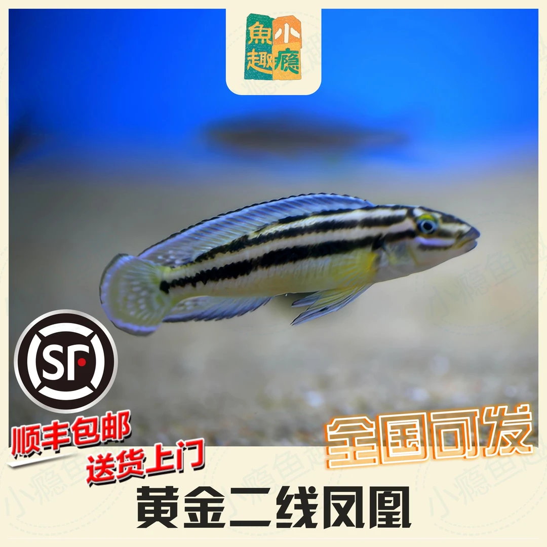 小瘾鱼趣 黄金二线凤凰三湖慈鲷非洲坦鲷观赏鱼淡水鱼宠物群游