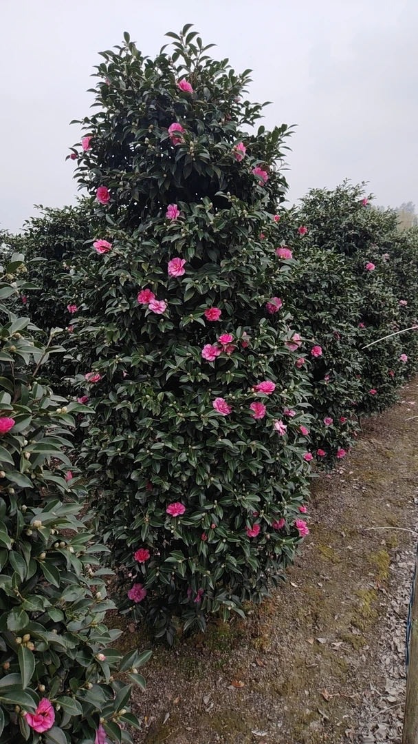 大物.一物一拍，茶梅。各类绿植